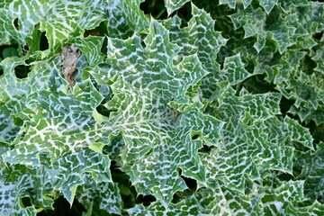 green leaf background