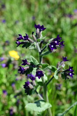 purple flowers in the garden