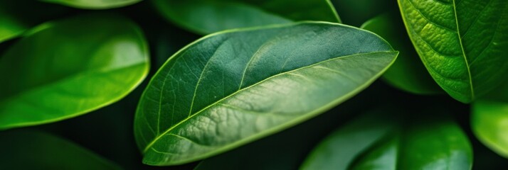 Verdant Macro Elegance High-Resolution Botanical Detail Revealing Organic Texture, Sustainable Design Inspiration for Wellness and Environmental Branding