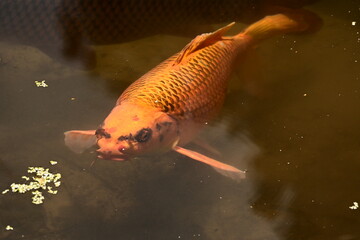 fish in the water