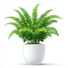 Boston Fern