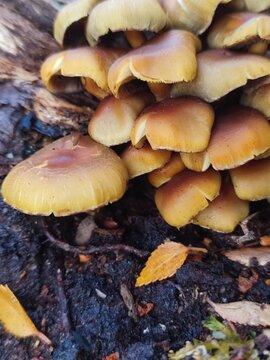 mushrooms in the forest