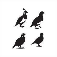 silhouettes of birds