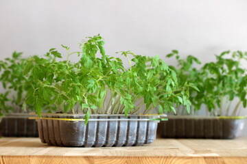 Young tomato seedlings growing in plastic containers on wooden table