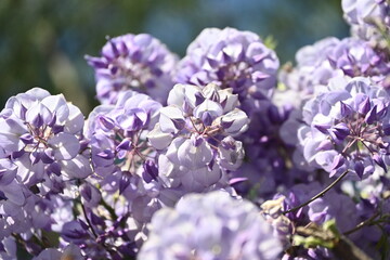 lilac flowers on the tree