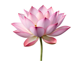 A delicate pink lotus blossom unfolds in serene beauty, a symbol of purity and enlightenment against a bright white background.