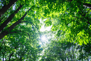 日差し射す初夏の森林　