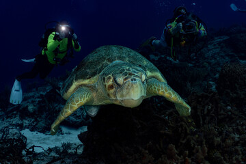 scuba diver and turtle