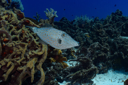 coral reef and fish