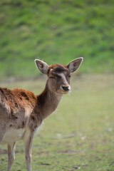 Close up of a deer