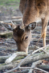 Close up of a deer