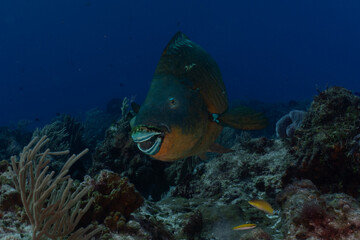 school of fish in the sea