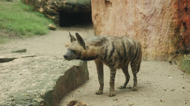 Striped hyena standing in zoo enclosure