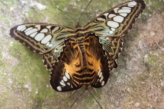 Butterfly mating close up