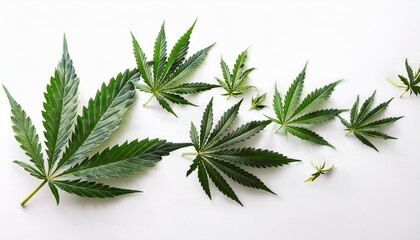cannabis leaves falling isolated on white background