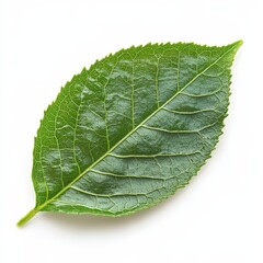 Single Green Leaf Isolated on White Background Perfect for Nature Botany and Ecology Projects