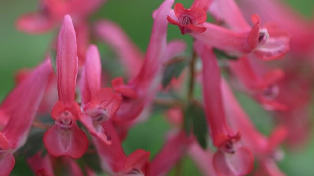 Slow Motion Firm corydalis in full bloom blows in Slow Motion Firm corydalis in full bloom blows in strong wind, strong wind blows corydalis solida vigorously back and forth, pretty corydalis in March