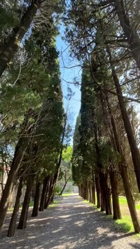 Sun-dappled alley of tall cypress trees in Milocer Park, near Sveti Stefan, Montenegro. A peaceful forest path perfect for quiet walks and Mediterranean daydreaming.