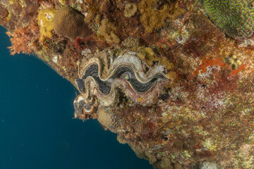 Giant Clam in the Red Sea, Colorful and beautiful, Eilat, Israel