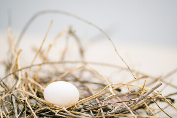 Close up and selective focus egg of bird on bird's nest.