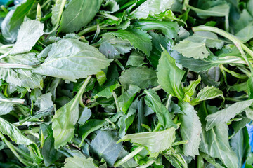 Perilla leaves