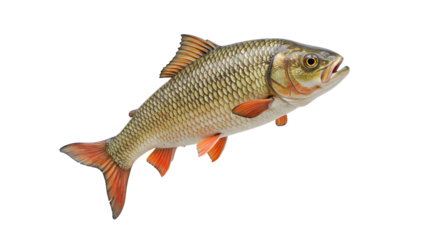 Fish swimming gracefully in clear water showing its unique scales