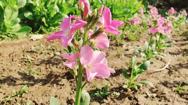 Hoary stock, Matthiola incana or Matthiola longipetala flowers video footage 
