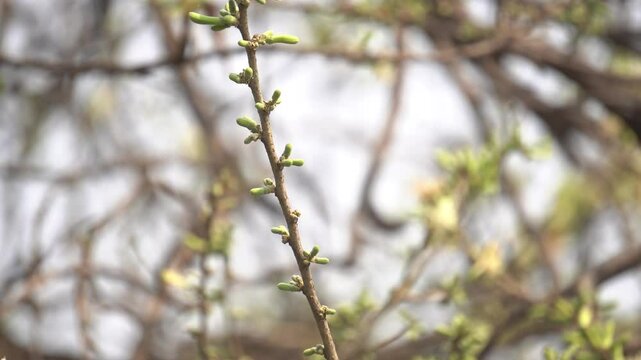 Sage-leaved Alangium is a small tree with fragrant white flowers, twisted branches, and medicinal uses in traditional Ayurvedic practices.