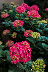 Pink hydrangeas blooming in garden during summertime