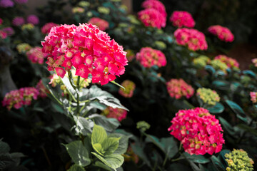 Pink hydrangea macrophylla blossoming in garden sunlight