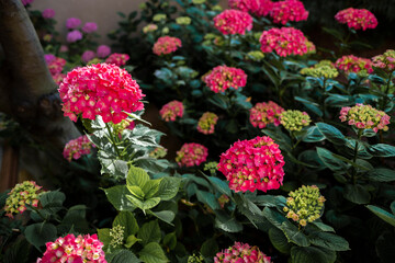 Bright pink hydrangeas blooming in summer garden