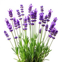 Naklejka premium Lavender flower plant isolated on white