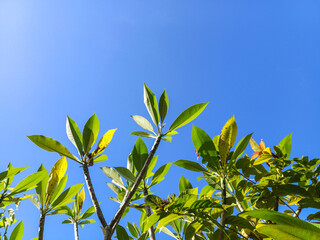 frangipani tree on tropical summer with blue sky and white clouds abstract background. Copy space of summer vacation and business travel concept. Vintage tone filter effect color style.