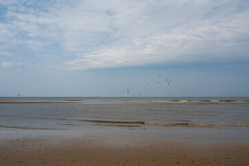 Birds flying over the sea in the blue sky