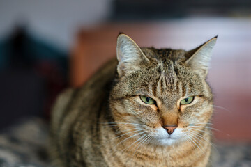European shorthair cat lying down on a blanket, looking serious