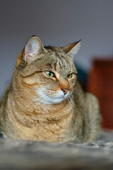 Portrait of tabby cat relaxing on soft blanket