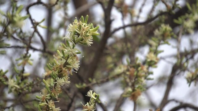 Sage-leaved Alangium is a small tree with fragrant white flowers, twisted branches, and medicinal uses in traditional Ayurvedic practices.