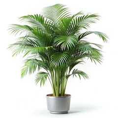 Obraz premium Areca Palms in Studio