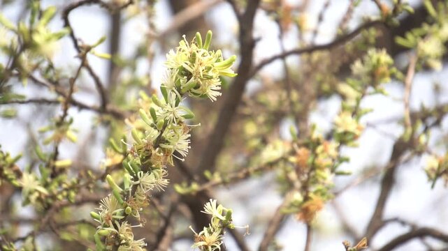 Sage-leaved Alangium is a small tree with fragrant white flowers, twisted branches, and medicinal uses in traditional Ayurvedic practices.