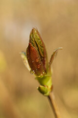 bud of a tree in the spring, macro, close-up