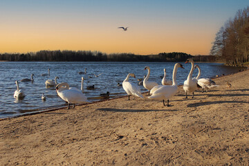 Swan. A group of white swans on a sandy riverbank at sunset. Beautiful natural background. Evening landscape. Beautiful birds. In the rays of the spring sun. Bright horizon