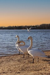 Swan. A group of white swans on a sandy riverbank at sunset. Beautiful natural background. Evening landscape. Beautiful birds. In the rays of the spring sun. Bright horizon