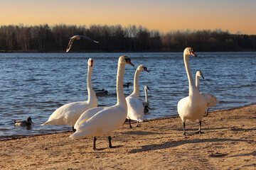 swans on the lake