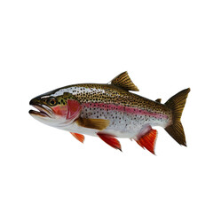 Obraz premium Freshly caught trout on a transparent background