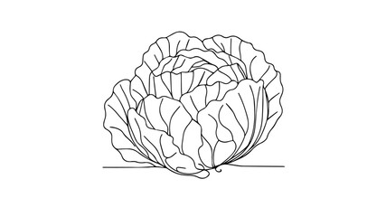 one line drawing of a Fresh cabbage 