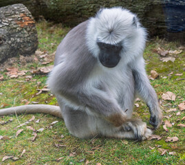 Gray langur monkey foraging on the ground in forest enclosure..