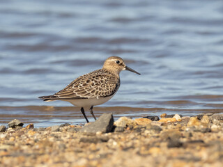 A juvenile Baird's Sandpiper standing on a gravel beach with water behind