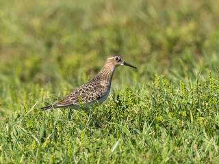 A juvenile Baird's Sandpiper walking through short grassy vegetation