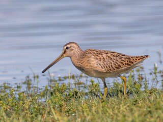 A close up of a juvenile Short-billed Dowitcher feeding at a wet grassy edge  with water behind