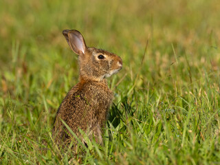 A close up of a Cottontail Rabbit alert and sitting up in short grass